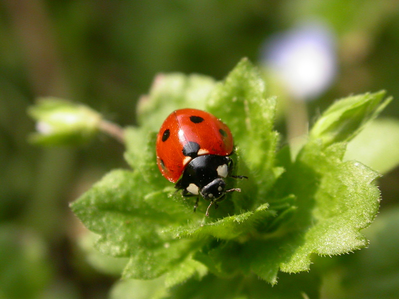 7-spot ladybird, Coccinella septempunctata – common across Europe 