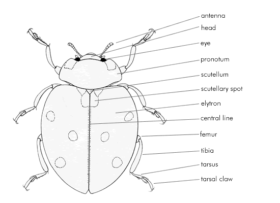 Figure1. The anatomy of a ladybird, dorsal view.